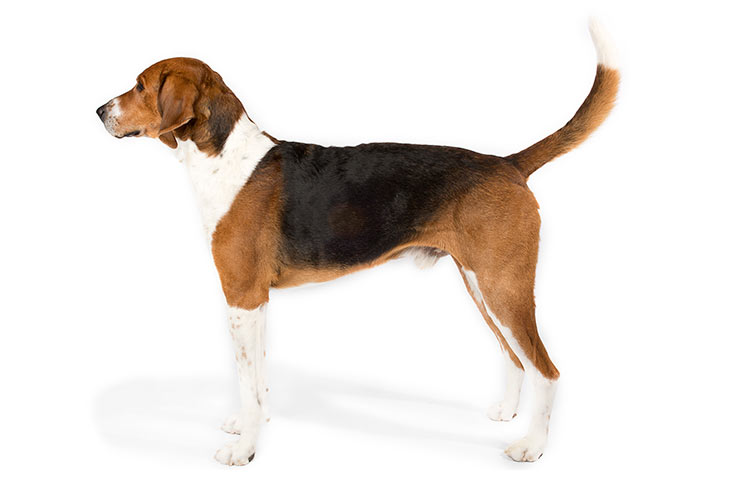 Photo of the American Foxhound. Short-haired dog with white legs, neck and tail tip. Brown body and head, with a large section of black fur covering the back. Ears are droopy.