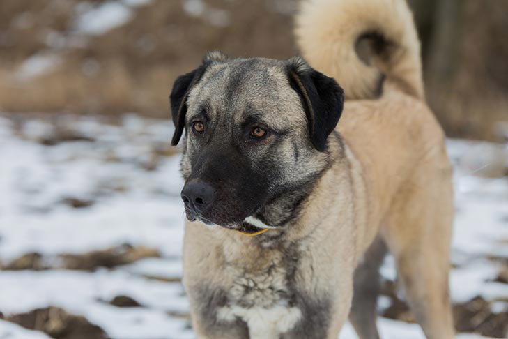 Photo of the Anatolian Shepherd Dog. A short-haired tan colored dog with black, droopy ears and muzzle. Its tail is fluffy and curled upwards.