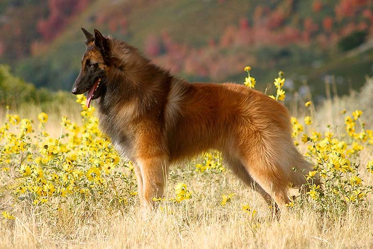 Photo of the Belgian Tervuren. A very fluffy, golden ombre colored dog with a black muzzle and short, pointy ears.